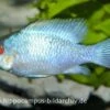 Schmetterlingsbuntbarsch Electric Blue XL, Mikrogeophagus Ramirezi
