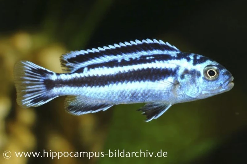 Blauer Johanni, Melanochromis Maingano, DNZ 1 Blauer Johanni, Melanochromis Maingano, DNZ