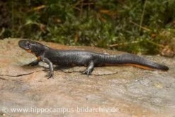 Kleiner Feuerbauchmolch, Cynops Orientalis