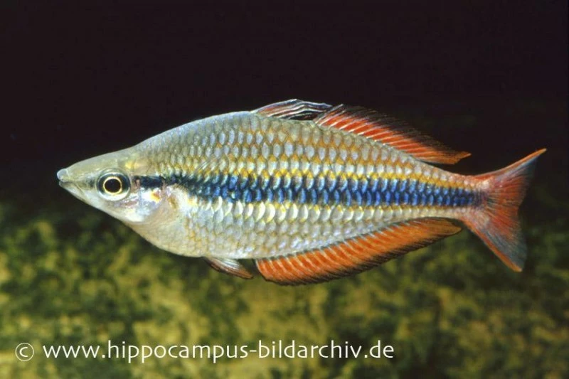 Juwelen-Regenbogenfisch, Melanotaenia Trifasciata 1 Juwelen-Regenbogenfisch, Melanotaenia Trifasciata