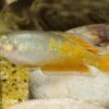 Parkinsons Regenbogenfisch, Melanotaenia Parkinsoni