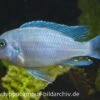 Blau-Roter Zebra, Maylandia Estherae Blau-rot, DNZ