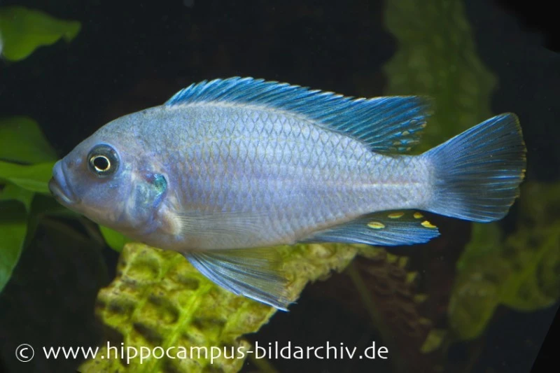 Blau-Roter Zebra, Maylandia Estherae Blau-rot, DNZ 1 Blau-Roter Zebra, Maylandia Estherae Blau-rot, DNZ