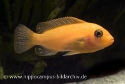 Roter Zebrabuntbarsch, Pseudotropheus Estherae "rot-rot", DNZ -Boutique-Tierhandlung 80031 80031 Maylandia estherae rot rot 2 1