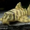 Imperial Tiger Pleco, Peckoltia Compta Imperial Tiger, L134