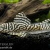 Königstiger-Harnischwels, Hypancistrus Spec. L333 Spezial, 8-10 Cm