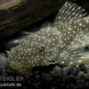 Weißpunkt-Dreihornharnischwels, Hopliancistrus Sp. L017, 5-7 Cm