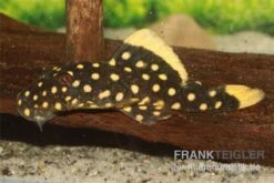 Orangesaum-Prachtharnischwels, Baryancistrus Xanthellus L18, 4-8 Cm