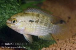 Dorsigerusbuntbarsch, Aequidens Dorsigerus