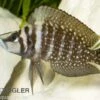 Perlhuhnbarsch, Altolamprologus Calvus BLACK, DNZ