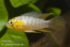 Gelber Zwergbuntbarsch, Apistogramma Borelli, Paarweise