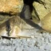 Kopfbinden-Panzerwels, Corydoras Melini