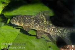 Harlekin-Fransenlipper, Labeo Cyclorhynchus -Boutique-Tierhandlung 80144 Harlekin Fransenlipper Labeo cyclorhynchus