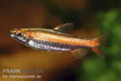 Purpurziersalmler, Nannostomus Mortenthaleri -Boutique-Tierhandlung 80149 Purpurziersalmler Nannostomus mortenthaleri