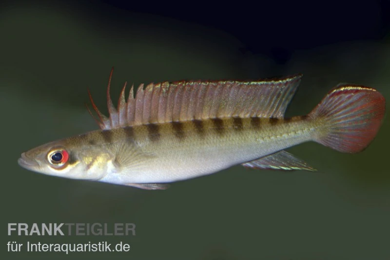 Regans Zwerghechtbuntbarsch, Crenicichla Regani, DNZ 1 Regans Zwerghechtbuntbarsch, Crenicichla Regani, DNZ