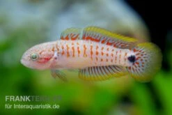 Pastellgrundel, Tateurndina Ocellicauda