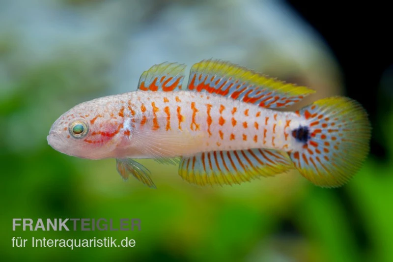 Pastellgrundel, Tateurndina Ocellicauda 1 Pastellgrundel, Tateurndina Ocellicauda