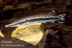 Gefleckter Hechtsalmler, Boulengerella Maculata