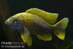 Aulonocara Jacobfreibergi "Mamelela", DNZ