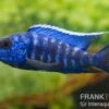 Aulonocara Nyassae "Blue"
