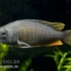 Kadango-Cichlide, Copadichromis Borleyi "Kadango Red Fin", DNZ