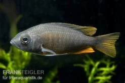 Kadango-Cichlide, Copadichromis Borleyi "Kadango Red Fin", DNZ