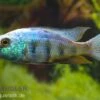 Sandtaucher, Fossorochromis Rostratum, DNZ