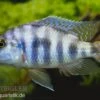 Milomo-Buntbarsch, Placidochromis Milomo, DNZ