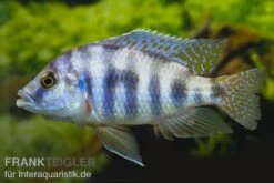 Milomo-Buntbarsch, Placidochromis Milomo, DNZ
