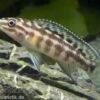 Schachbrett-Schlankcichlide, Julidochromis Marlieri, DNZ