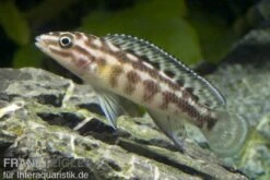 Schachbrett-Schlankcichlide, Julidochromis Marlieri, DNZ