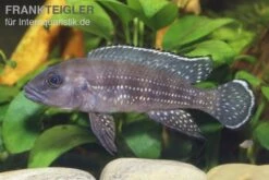 Perllinien-Tanganjikabuntbarsch, Neolamprologus Tetracanthus