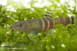 Orangegürtel-Schmerle, Schistura Balteata