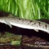 Zaire-Flösselhecht, Polypterus Delhezi