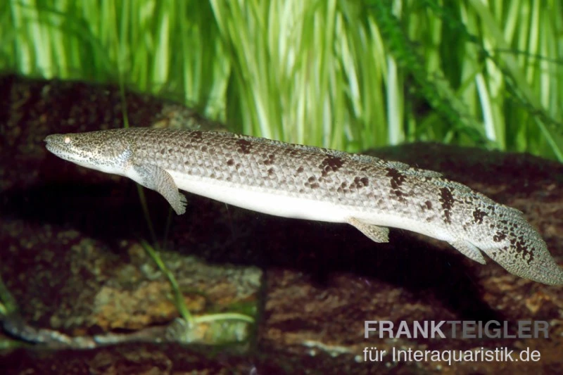 Zaire-Flösselhecht, Polypterus Delhezi 1 Zaire-Flösselhecht, Polypterus Delhezi