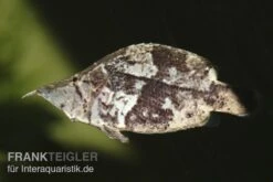 Blattfisch, Monocirrhus Polyacanthus -Boutique-Tierhandlung 81931 Blattfisch Monocirrhus polyacanthus
