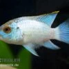 Aequidens Pulcher Spec. Neonblue