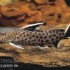 Kuckucks-Fiederbartwels, Synodontis Petricola