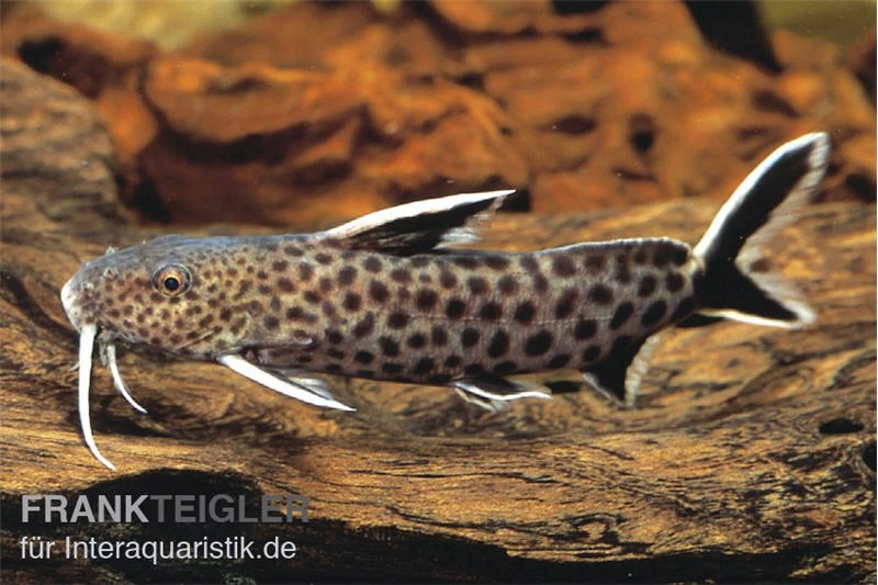 Kuckucks-Fiederbartwels, Synodontis Petricola 1 Kuckucks-Fiederbartwels, Synodontis Petricola