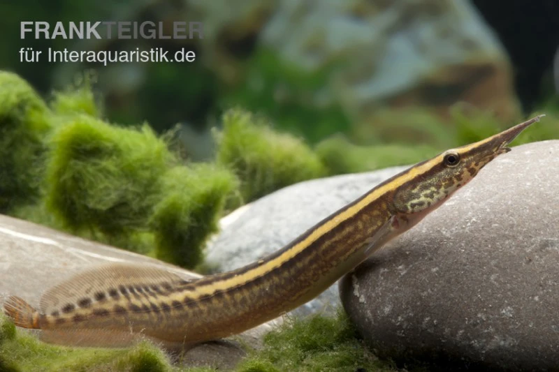 Stachelaal, Macrognathus Lineatomaculatus 1 Stachelaal, Macrognathus Lineatomaculatus