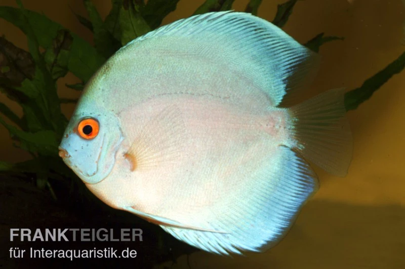 Diskusfisch ASIA-NZ, Symphysodon Discus Blue Diamond 1 Diskusfisch ASIA-NZ, Symphysodon Discus Blue Diamond