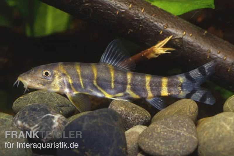 Grüne Bänderschmerle, Botia Dario 1 Grüne Bänderschmerle, Botia Dario