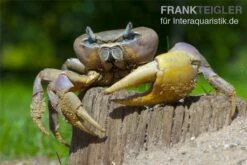 Indonesische Riesenlandkrabbe, Cardisoma Carnifex 7 Indonesische Riesenlandkrabbe, Cardisoma Carnifex -Boutique-Tierhandlung 82992 Cardisoma carnifex 3
