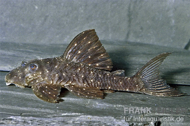 Orange Spot Pleco, LDA31, Panaqolus Albomaculatus 3 Orange Spot Pleco, LDA31, Panaqolus Albomaculatus – Bild 3