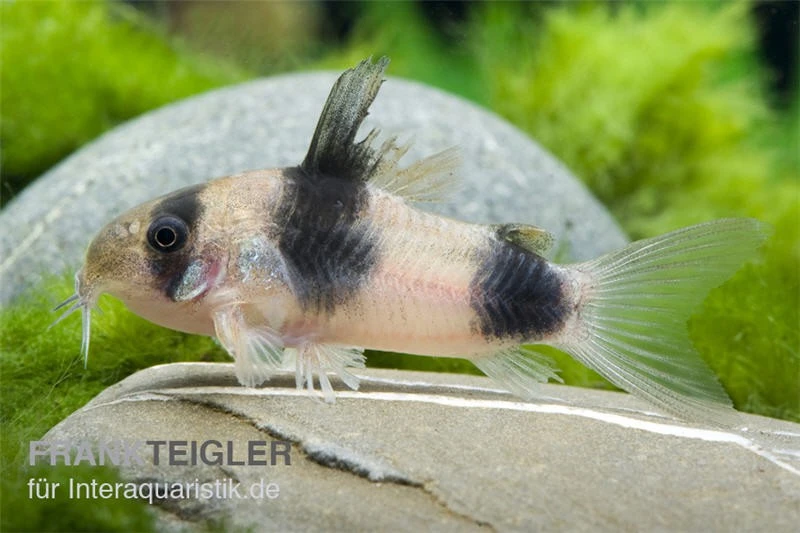 Weitzmans Panzerwels, Corydoras Weitzmani 1 Weitzmans Panzerwels, Corydoras Weitzmani