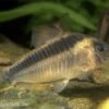 Rostpanzerwels, Corydoras Rabauti