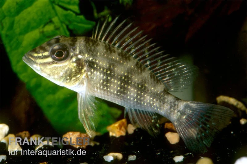 Dreifleck-Erdfresser, Satanoperca Daemon 1 Dreifleck-Erdfresser, Satanoperca Daemon