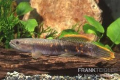 Roter Wolfsalmler Sp. Peru, Erythrinus Sp. Peru Red -Boutique-Tierhandlung 83279 roter wolfssalmler Erythrinus sp PERU