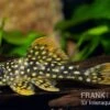 Sunshine Pleco, Sonnenwels, L14, Scobiancistrus Aureatus