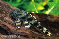 Ucayali-Zwergschilderwels, L205, Peckoltia Sp. -Boutique-Tierhandlung 83341 Ucayali Zwergschilderwels L205 Peckoltia sp